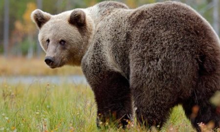 Alaskan Bear