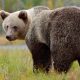 Alaskan Bear