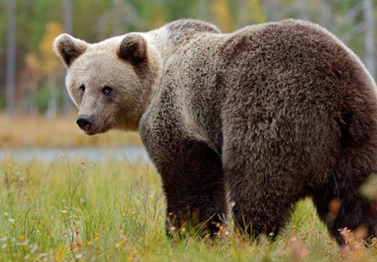 Alaskan Bear