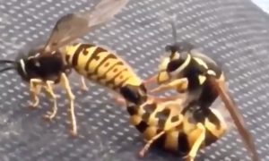 Bees Doggystyle