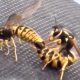 Bees Doggystyle