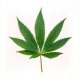 Canada Weed
