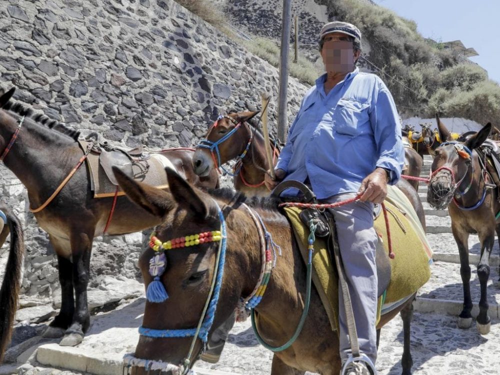 Fat Tourist Donkey