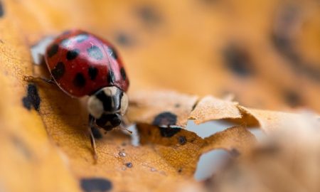 Asian ladybird