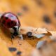 Asian ladybird