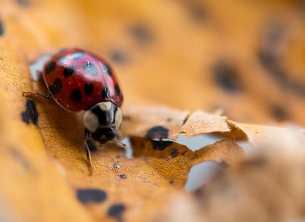 Asian ladybird