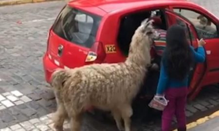 Alpaca Taxi
