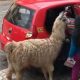 Alpaca Taxi