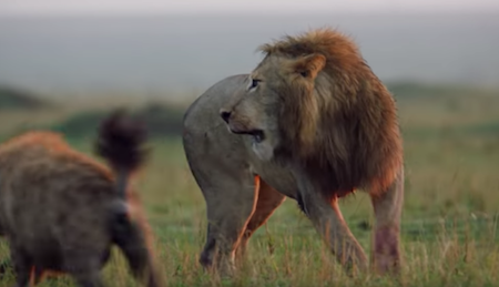 Lion Hyenas