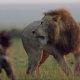 Lion Hyenas