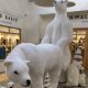 Polar Bears 1