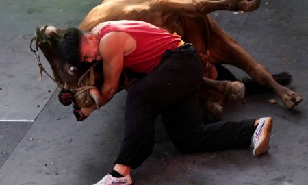 Bull Wrestling