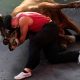 Bull Wrestling