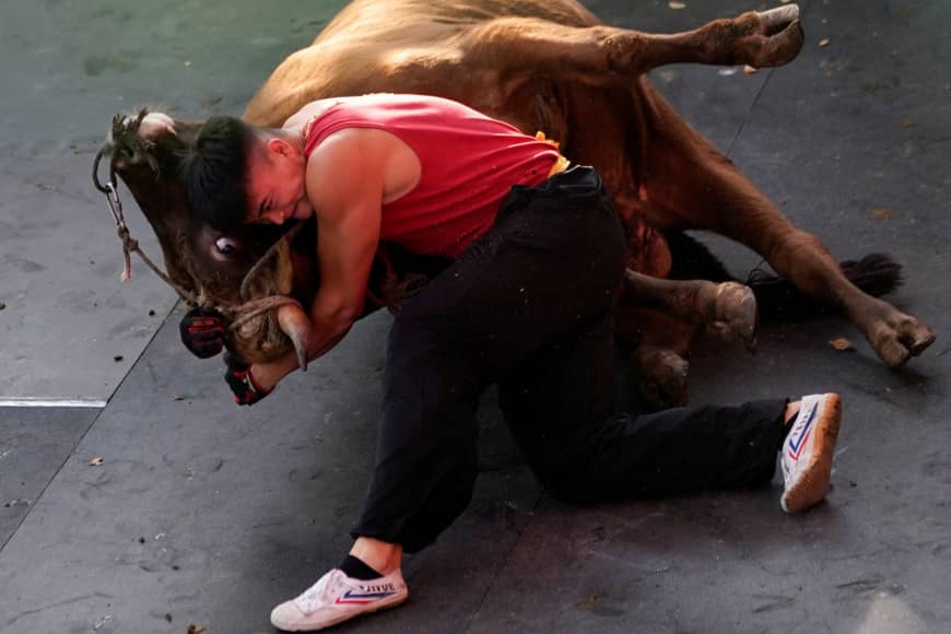 Bull Wrestling