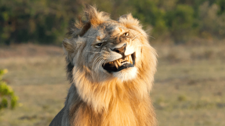 This Lion Looks Pretty Pleased With Himself As He Bones A Lioness