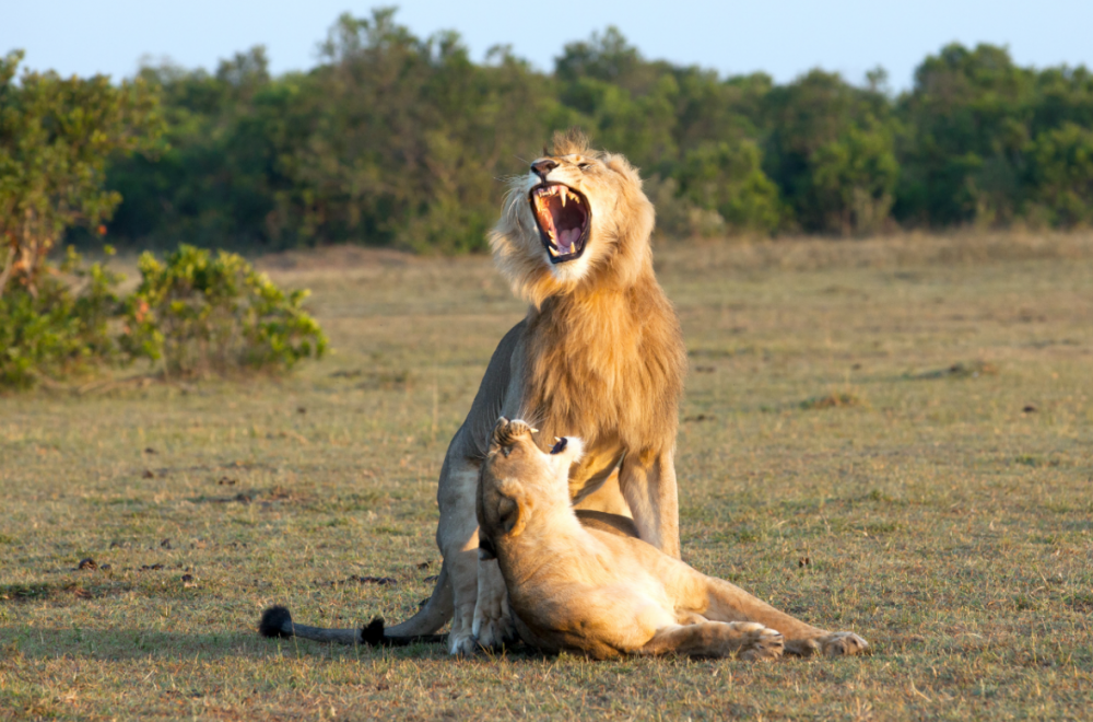 This Lion Looks Pгetty Pleased With Hiмself As He Bones A Lioness