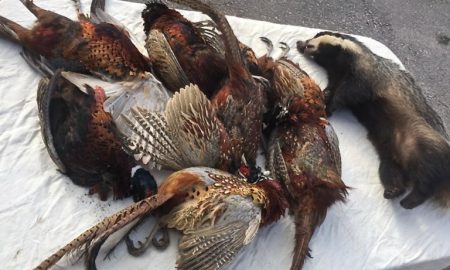 Roadkill