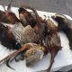 Roadkill