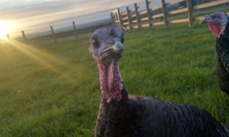 Turkeys