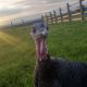 Turkeys