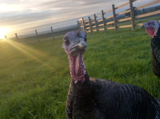 Turkeys