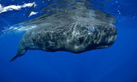 Sperm Whale