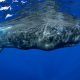Sperm Whale