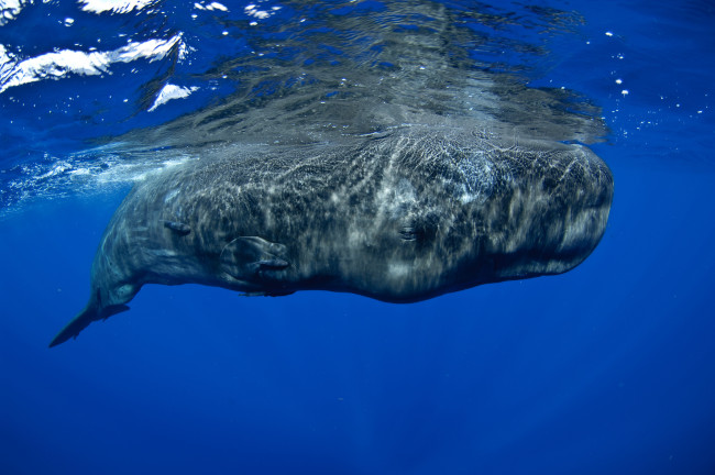 Sperm Whale