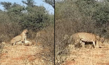 Cheetah Threesome