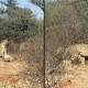 Cheetah Threesome
