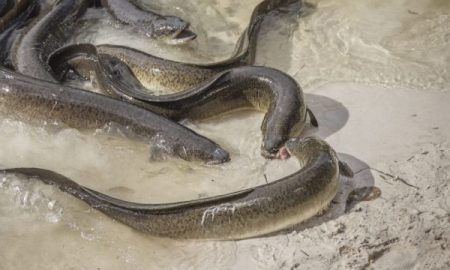 Eels