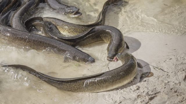 Eels