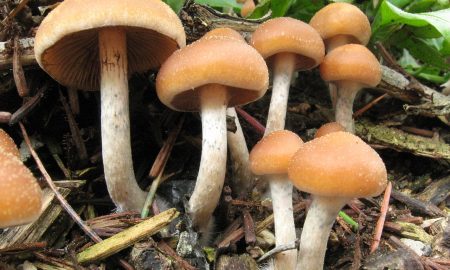 Magic Mushrooms