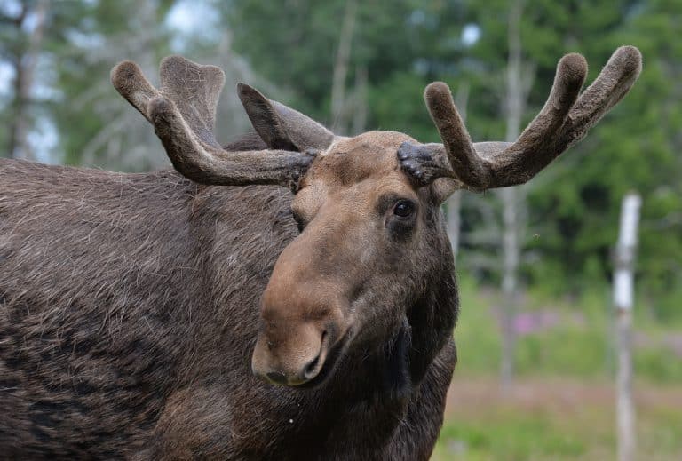 A Hunter Shot Dead His 18 Year Old Son After Mistaking Him For A Moose