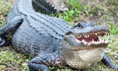Alligator