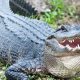 Alligator