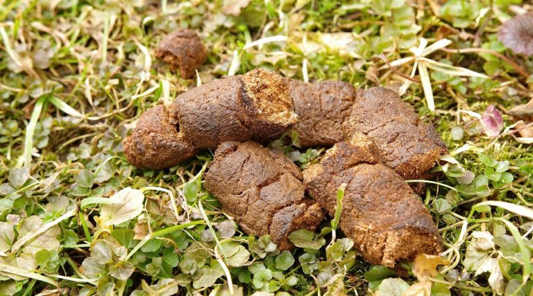 A Volunteer Got Covered In Dog Poo Whilst Cleaning Community Flower Beds