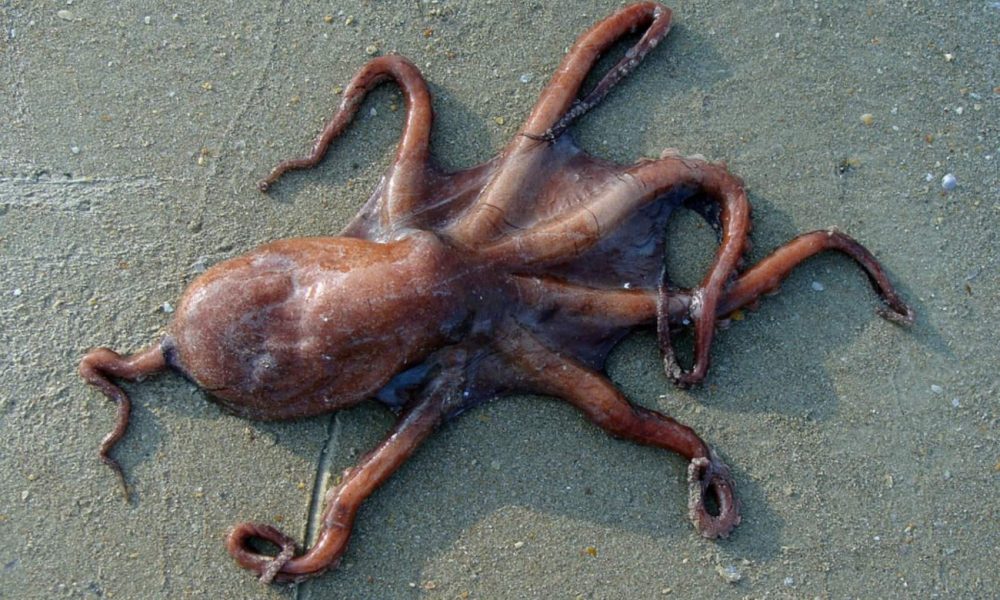 OCtopus