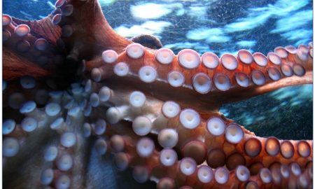 Octopus