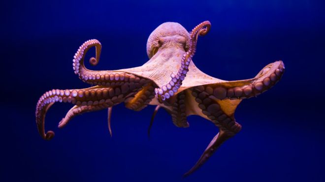 Octopus