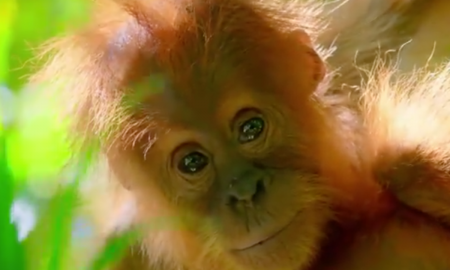 Our Planet Attenborough
