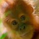 Our Planet Attenborough