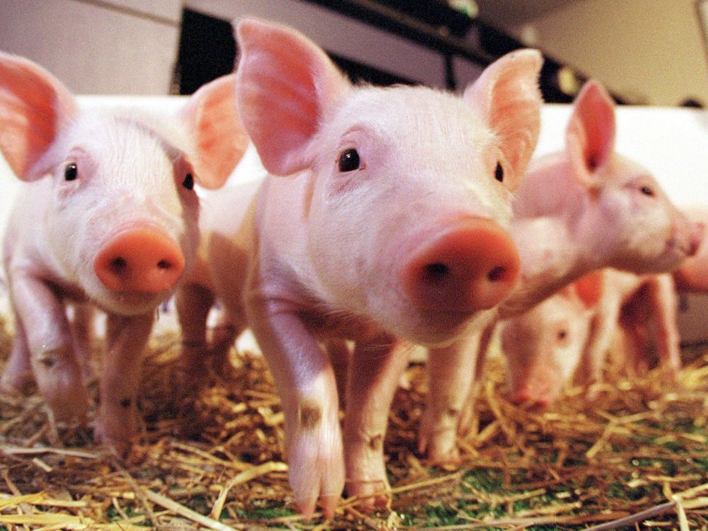 Pigs