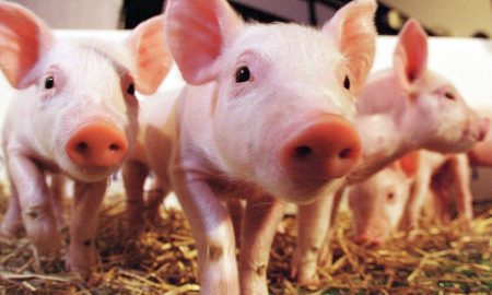 Pigs