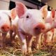 Pigs