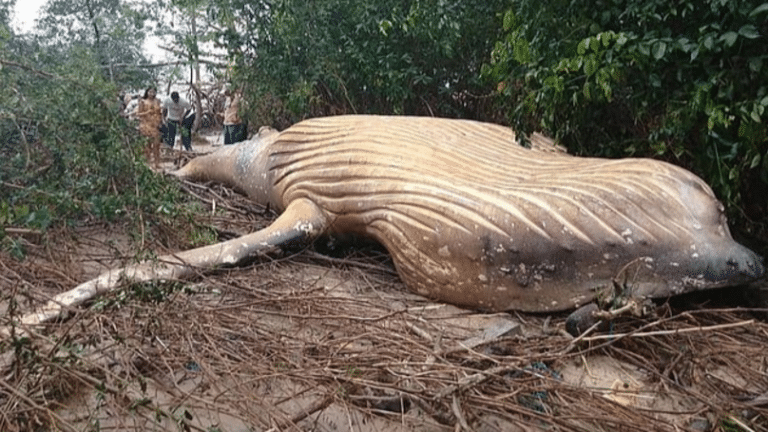 A Dead Humpback Whale Has Been Found In The Middle Of The Amazon Rainforest