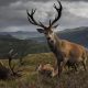 ZOmbie Deer