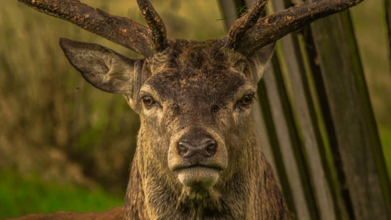 Experts Warn That The Zombie Deer Disease Could Spread To Humans Next