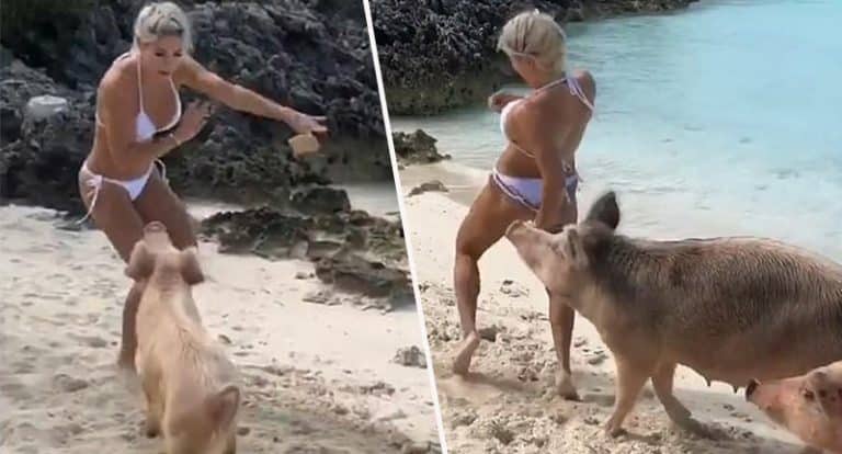 Instagram Model Gets Her Bum Eaten By A Wild Pig On The Beach (VIDEO)