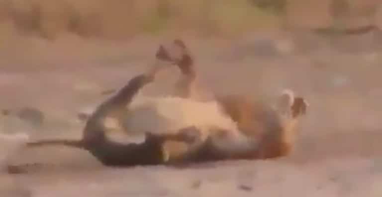 This Video Of A ‘Hunter’ Shooting A Sleeping Lion To Death Is Absolutely Horrific (NSFW)